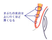 皮膚と皮下脂肪や眼輪筋