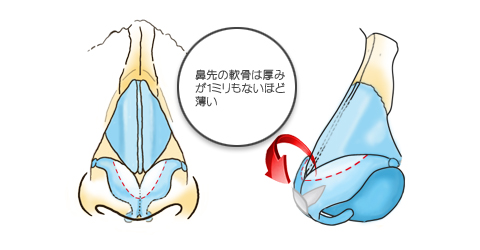 鼻先の軟骨は厚みが１ミリもないほど薄い