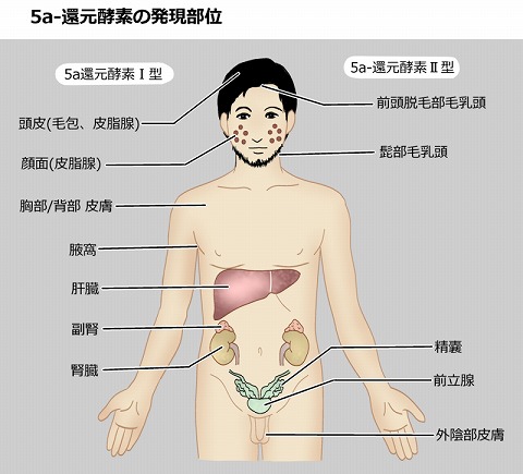 5α-還元酵素の発現部位