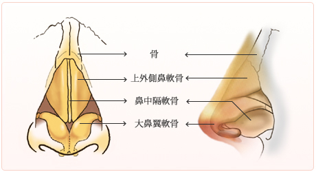 鼻の構造（解剖）