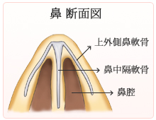 鼻 断面図