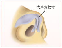 鼻 断面図