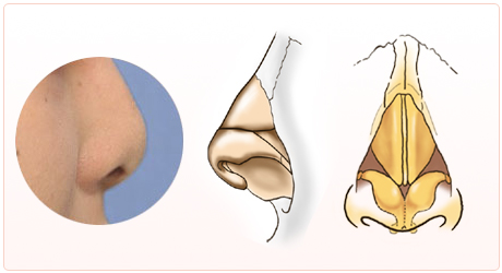 鼻の構造