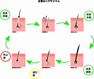 正常なヘアサイクル