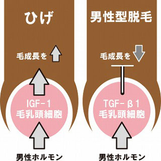 男性ホルモンと毛乳頭細胞