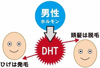 男性ホルモンとジヒドロテストステロン(DHT)