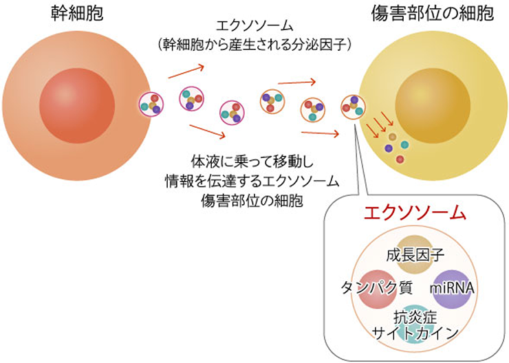 エクソソームのイメージ図