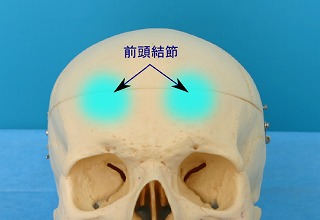 前頭結節