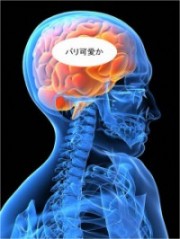 脳と美