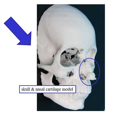 skull & nasal cartilage model