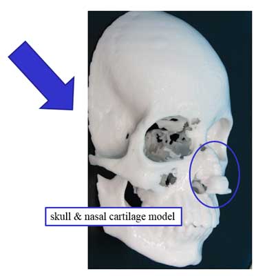 skull & nasal cartilage model