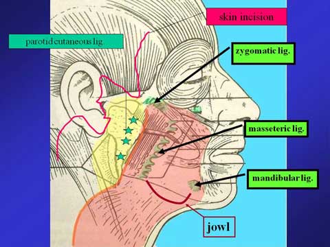 BOARD OF ASIAN COSMETIC SURGERY