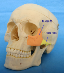 頬骨は削っても小さくならない Part1 頬骨の構造 美容整形 美容外科のヴェリテクリニック 公式 東京 名古屋 大阪