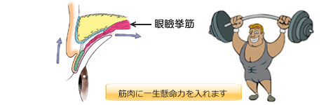 眼瞼挙筋が力を入れすぎる