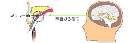 ミュラー筋と交感神経