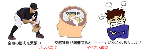 ミュラー筋と交感神経