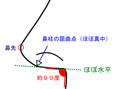 綺麗な四角形の鼻