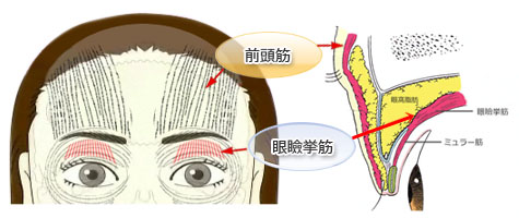 前頭筋