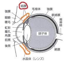 目の解剖図