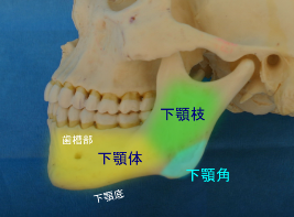 下顎角の形態について