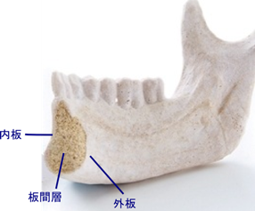 骨の構造