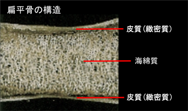 骨の構造