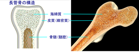 骨の構造