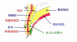 まぶたの構造