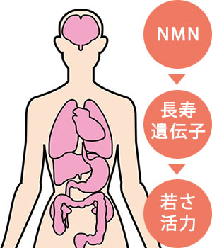 治療が期待できる疾病