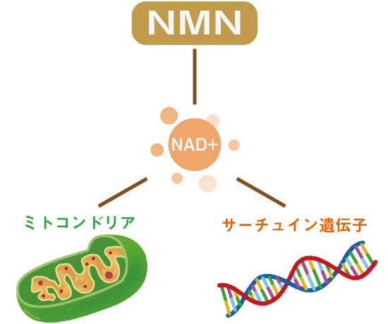 NMNからNADに変換されてサーチュイン遺伝子を活性化