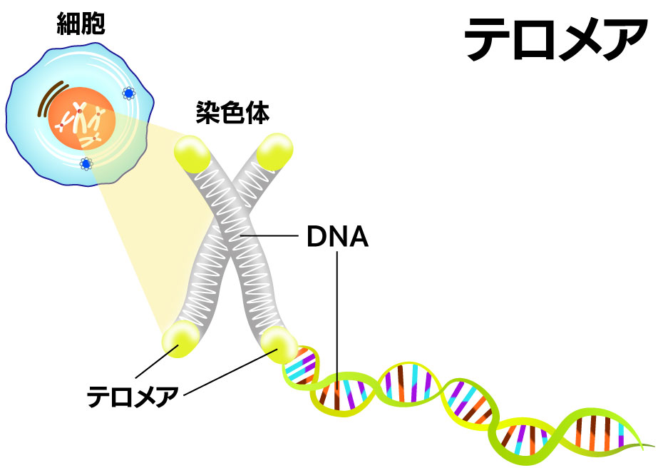 細胞の修復